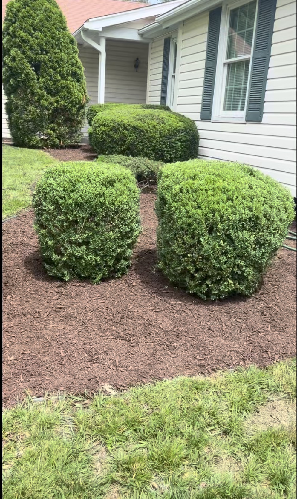 Front yard boxwoods with fresh brown mulch