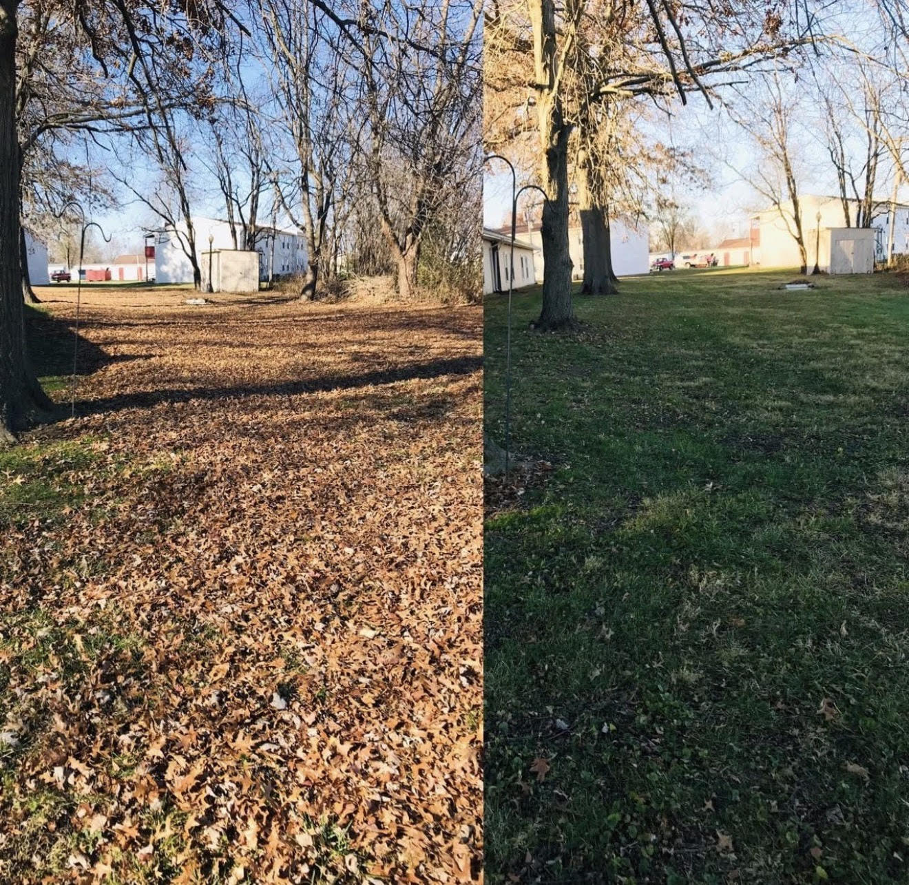 Before and after leaf cleanup showing a leaf-covered yard transformed into a clean green lawn