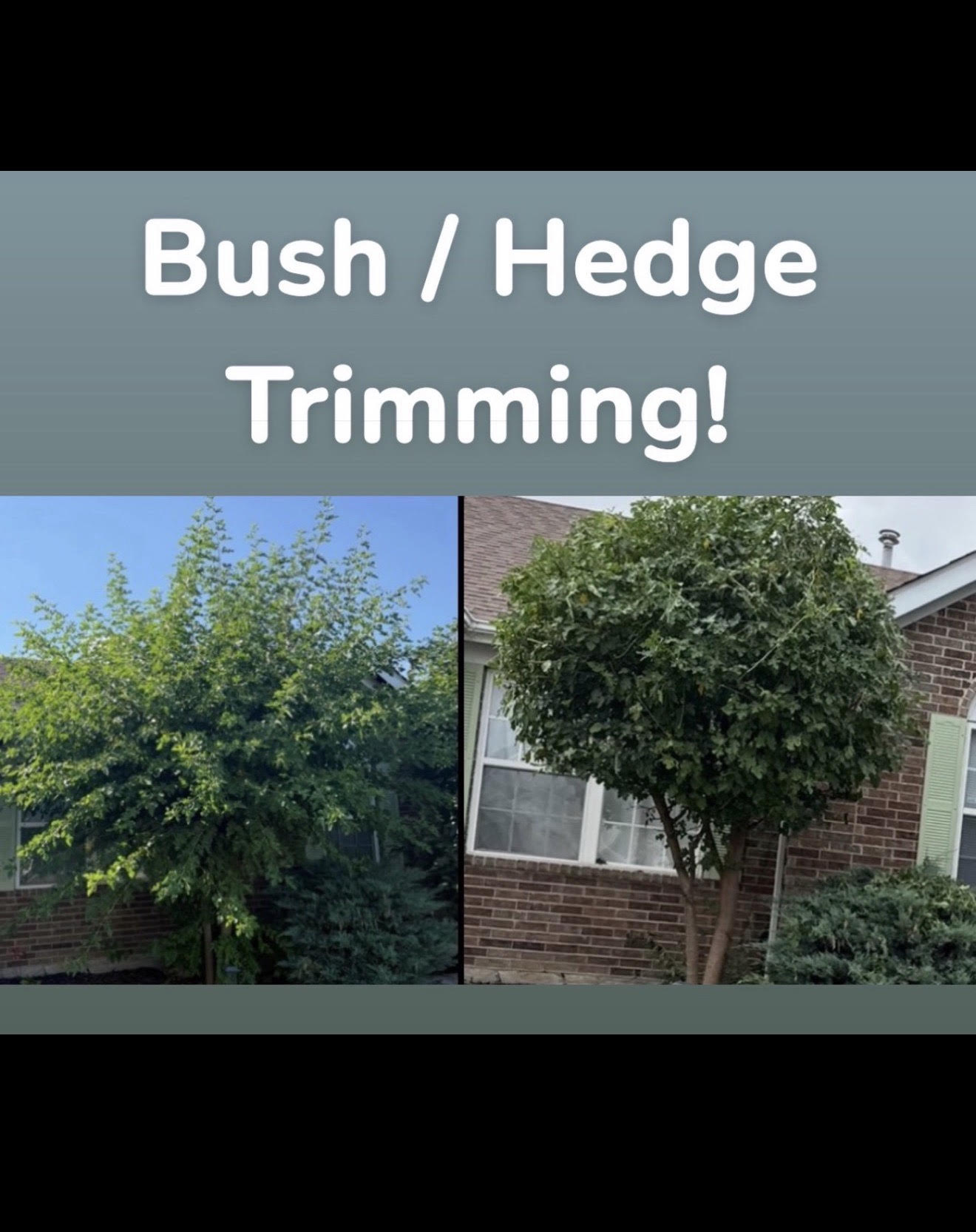 Neatly trimmed hedges